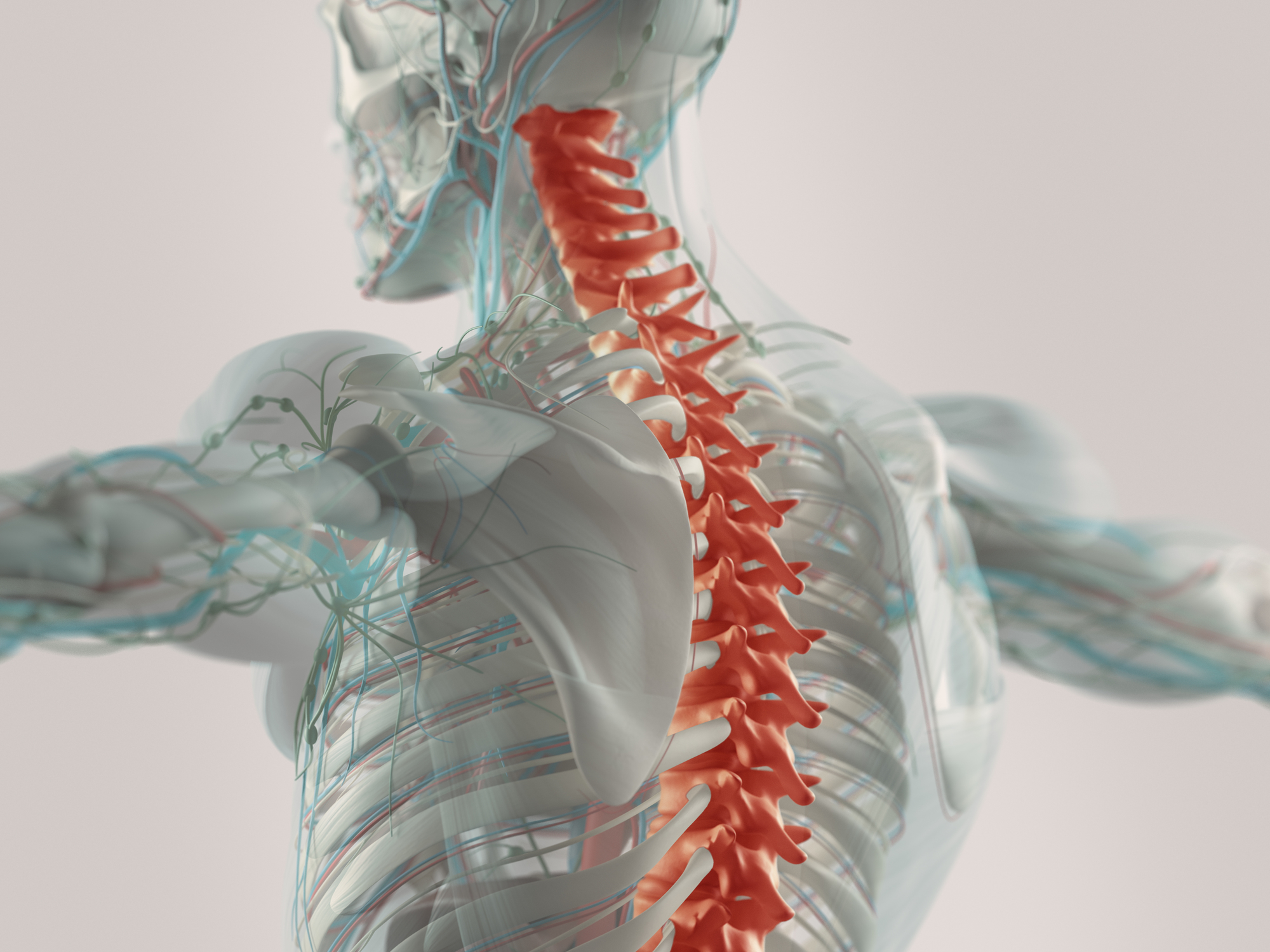 3D Chronic Back Pain Image | Miller Orthopedic Specialists | Specializing in a wide range of orthopedic services enables Miller Orthopedic Specialists to provide personalized care plans that get patients back to optimum health.
