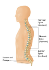 An illustration of the spine.